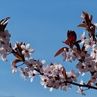 Der Frühling ist endlich da !!