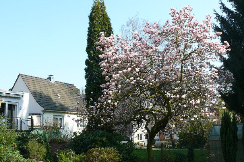 Der Frühling ist endlich da / Magnolienbaum in voller Pracht