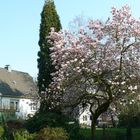 Der Frühling ist endlich da / Magnolienbaum in voller Pracht