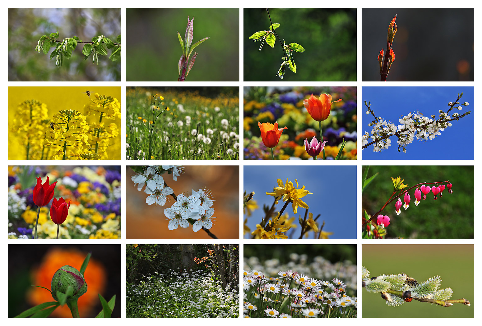 der Frühling ist erwacht