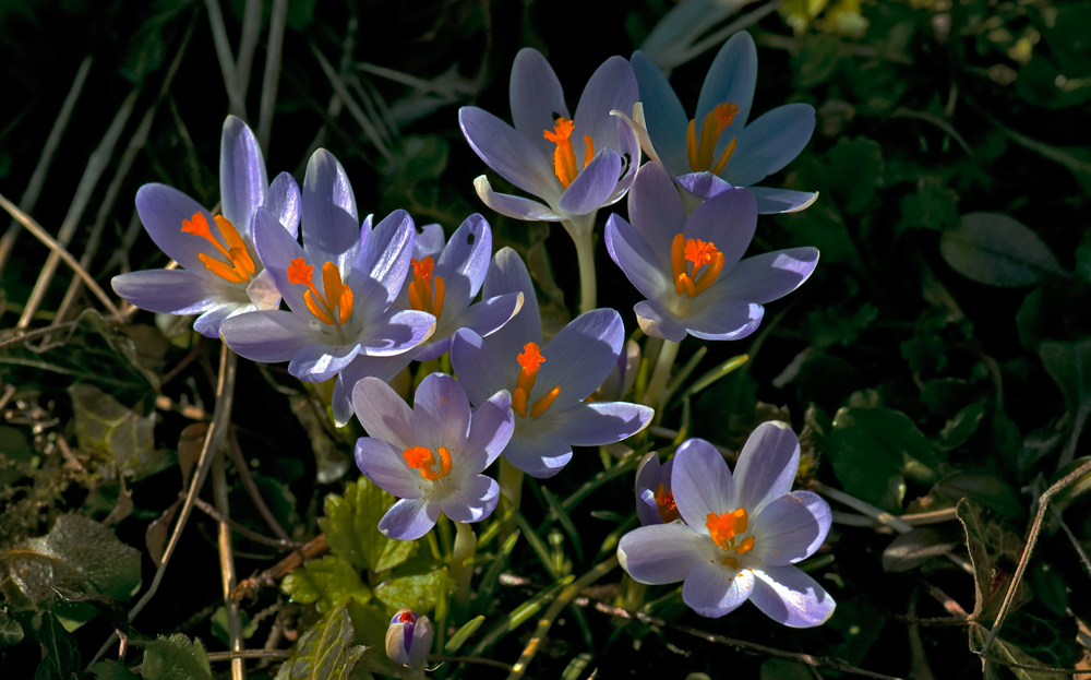 Der Frühling ist erwacht...