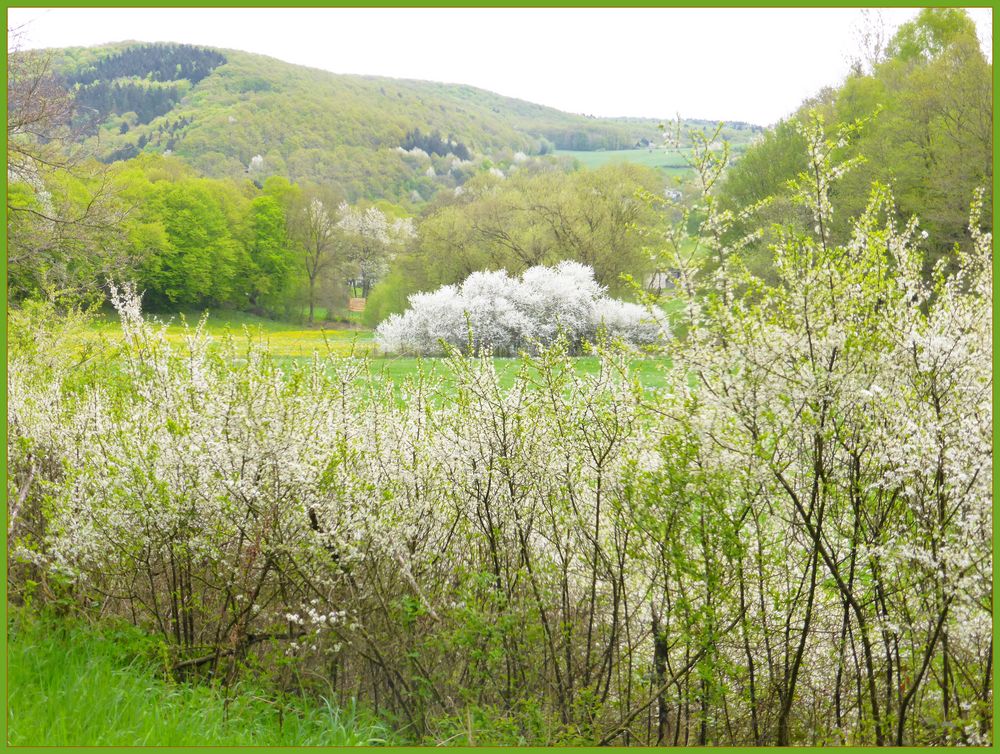 "Der Frühling ist erwacht"