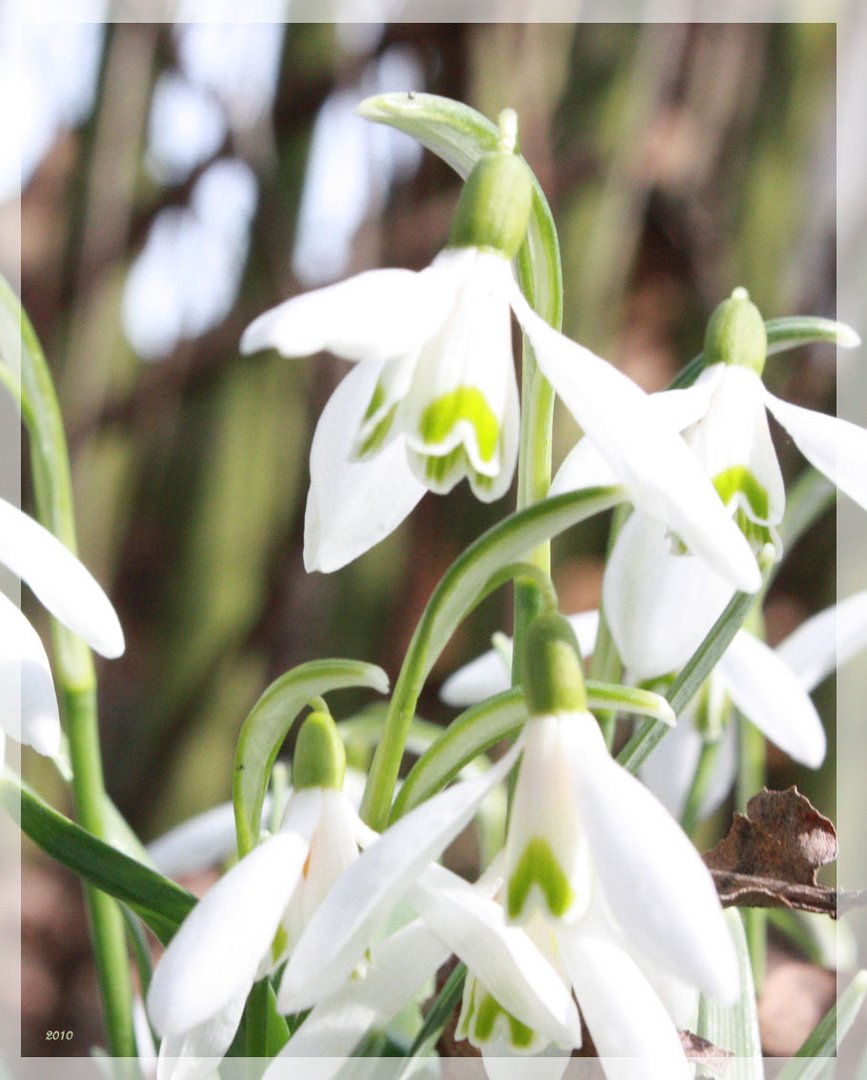 der Frühling ist erwacht ...