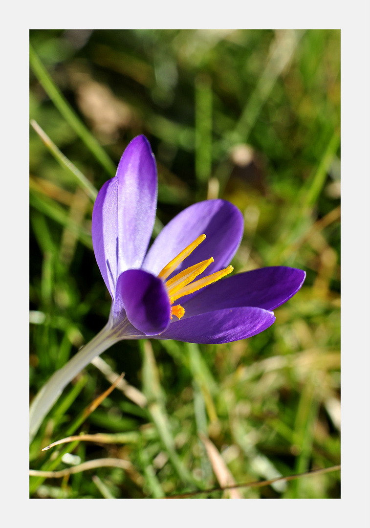 der Frühling ist fast da......