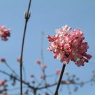 Der Frühling ist fast schon da!