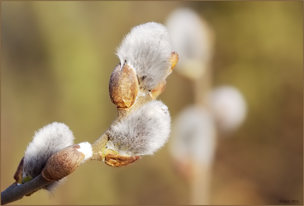 Der Frühling ist ganz nah!