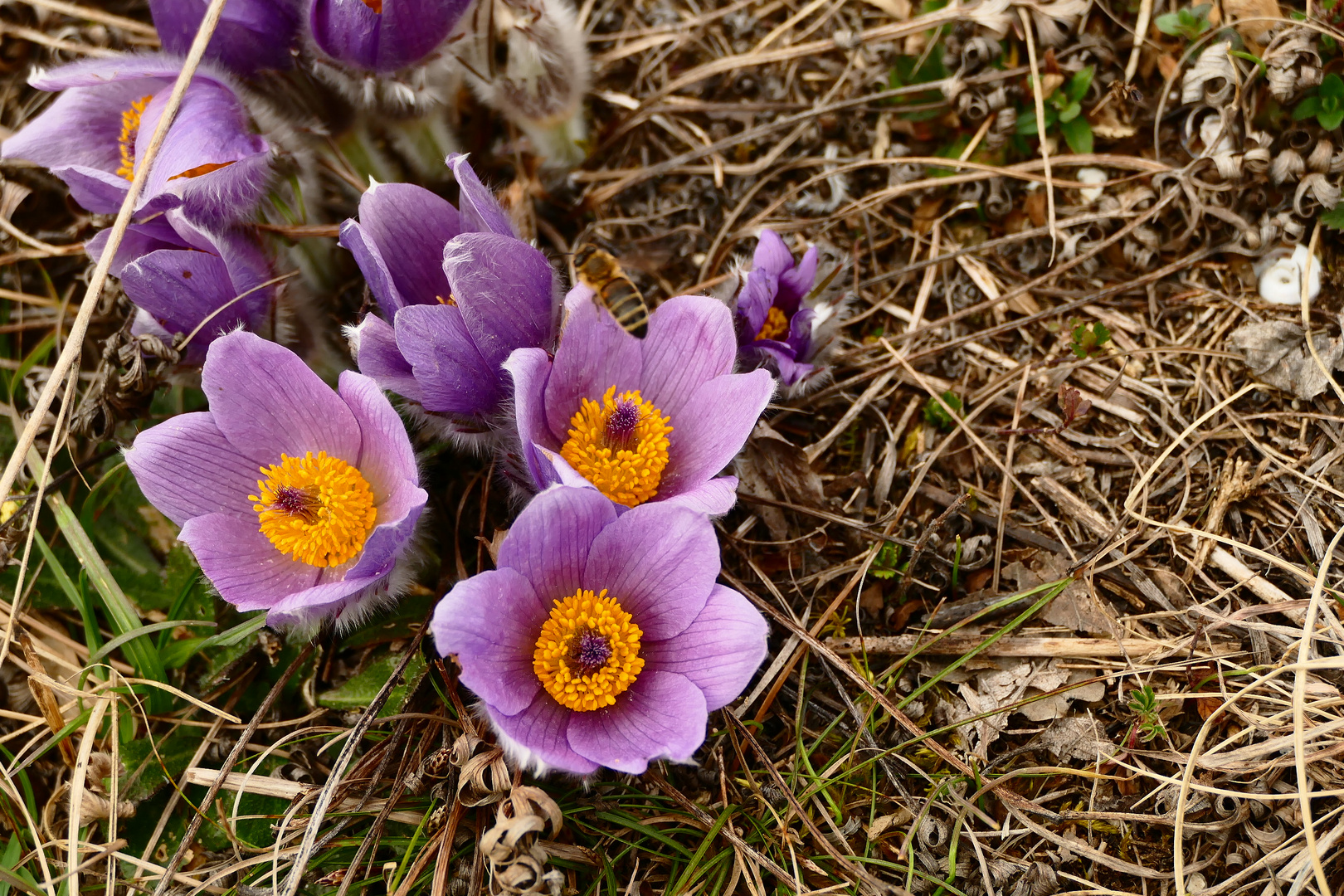 Der Frühling ist ganz nahe