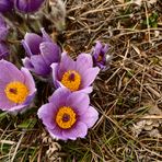 Der Frühling ist ganz nahe