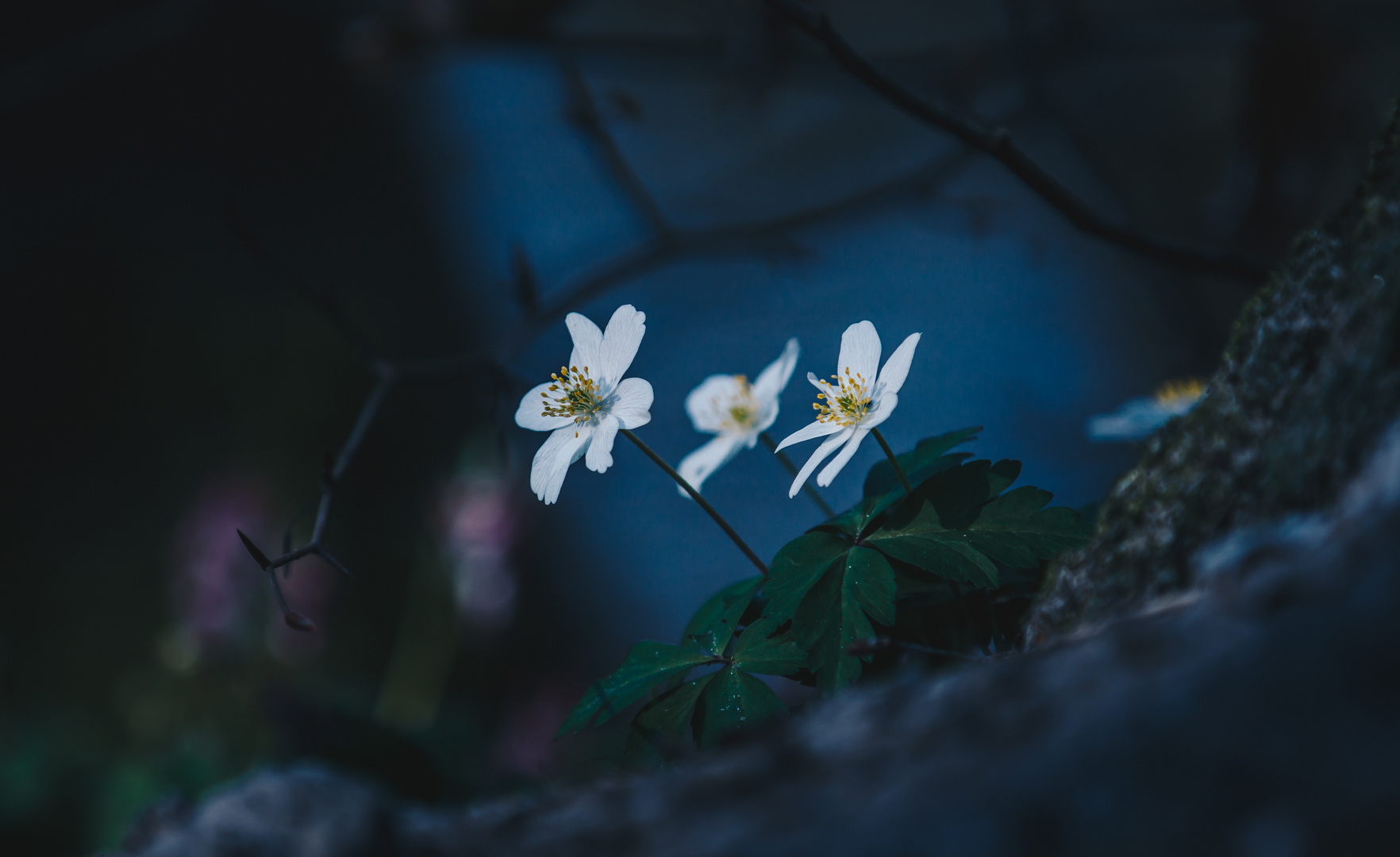 Der Frühling ist gekommen ...