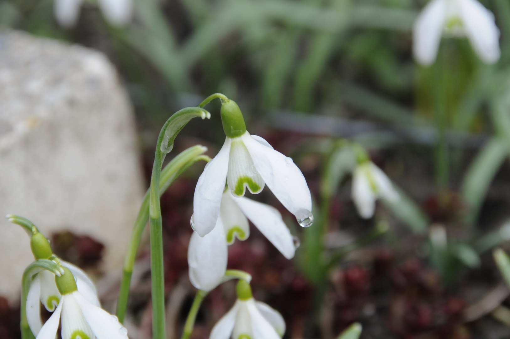 Der Frühling ist gekommen