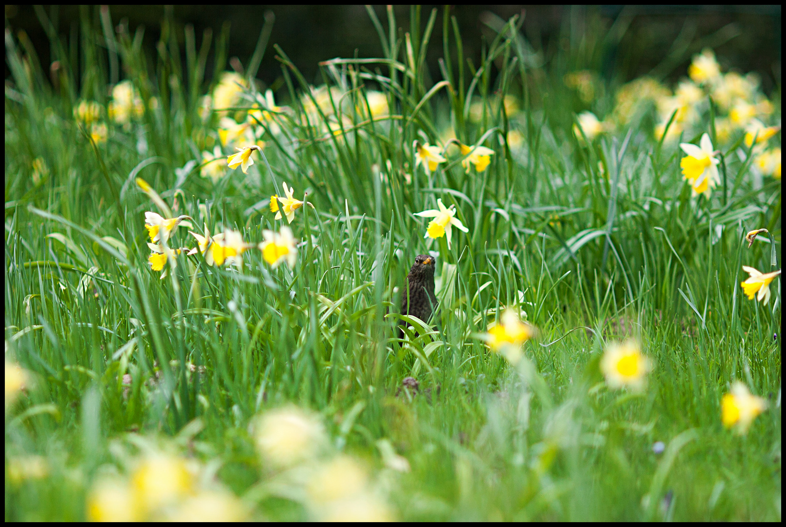 Der Frühling ist gekommen