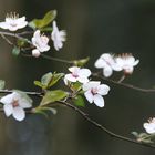 Der Frühling ist gekommen...