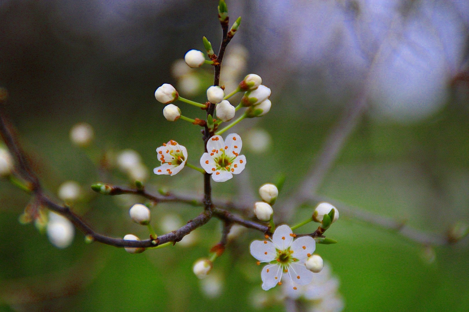 Der Frühling ist gekommen...