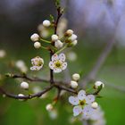 Der Frühling ist gekommen...