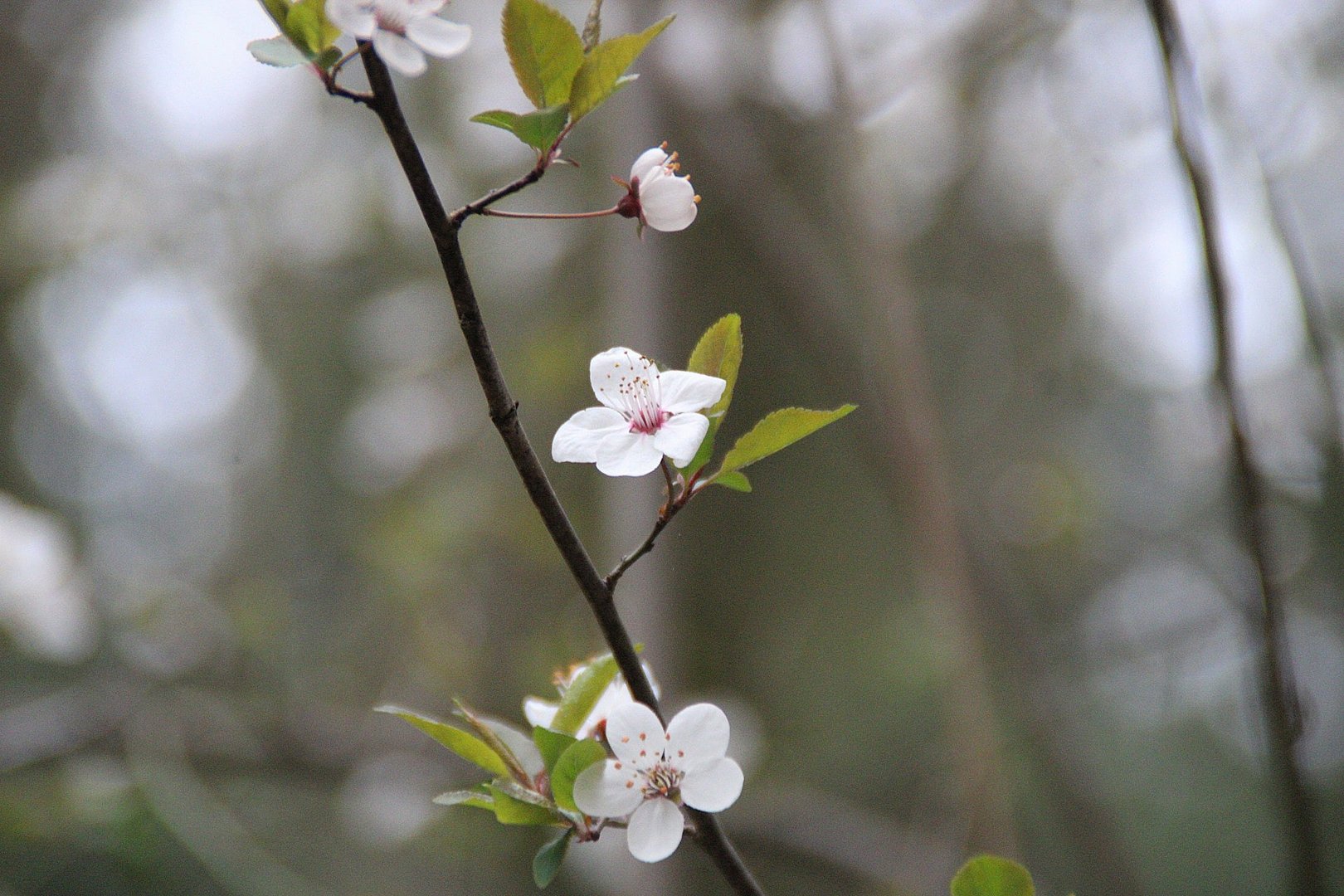 Der Frühling ist gekommen...