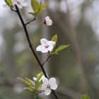 Der Frühling ist gekommen...