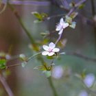 Der Frühling ist gekommen...