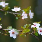 Der Frühling ist gekommen...