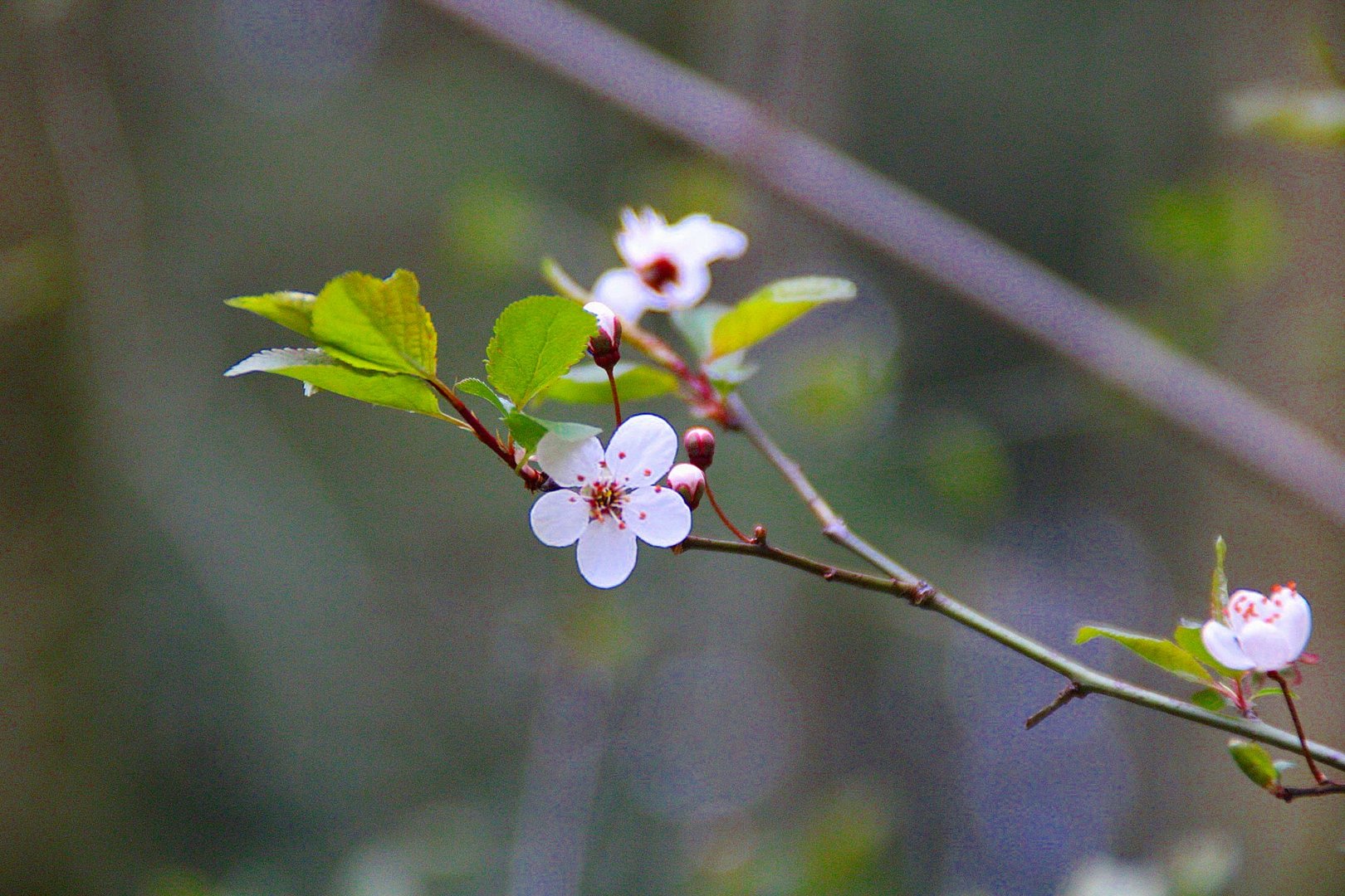 Der Frühling ist gekommen...