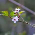 Der Frühling ist gekommen...