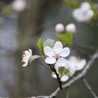 Der Frühling ist gekommen...