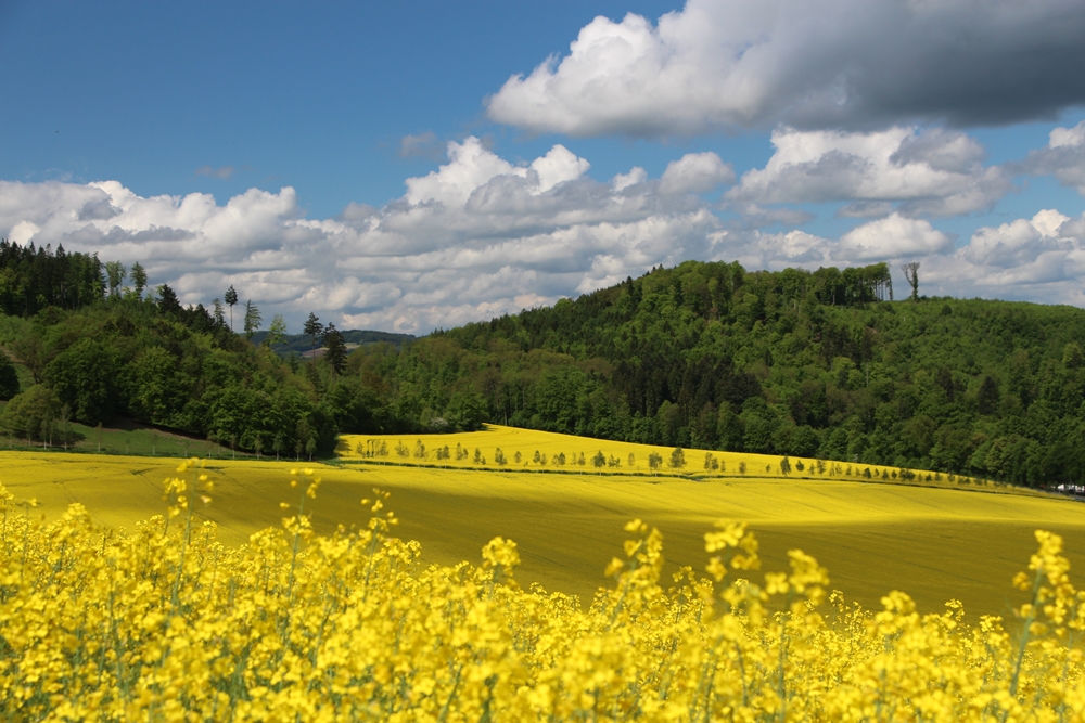 Der Frühling ist Gelb