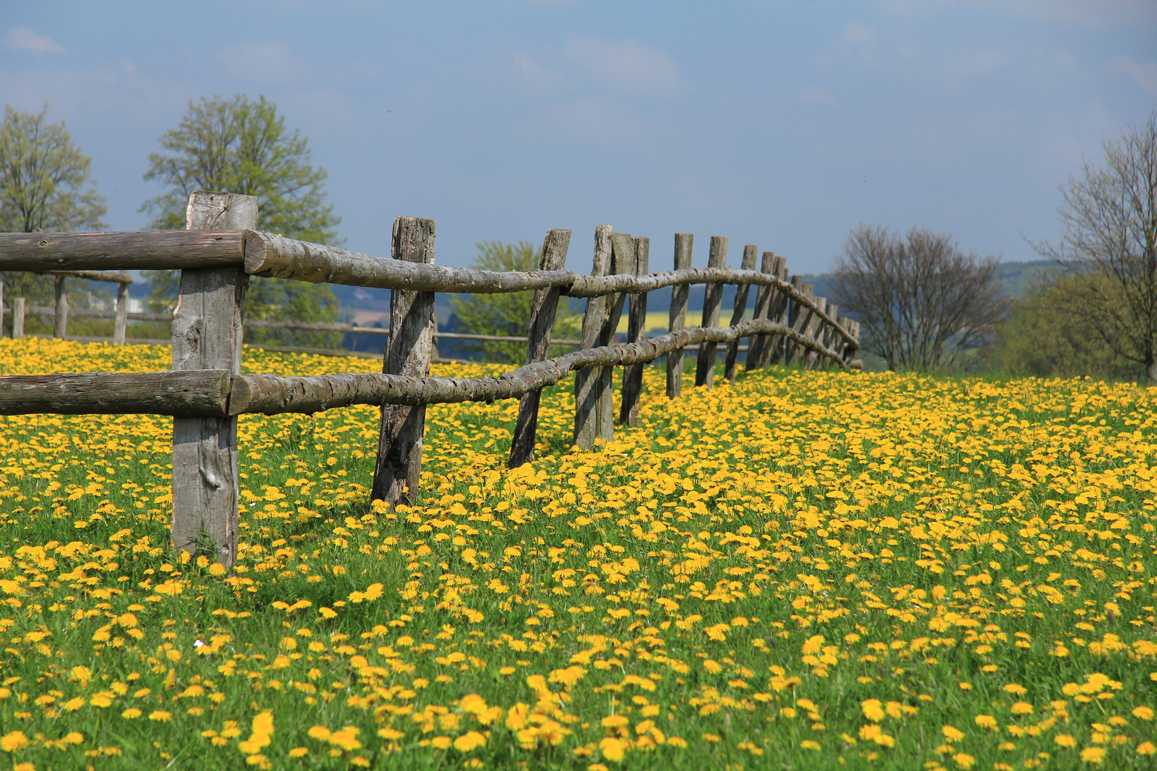 Der Frühling ist gelb