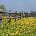 Der Frühling ist gelb