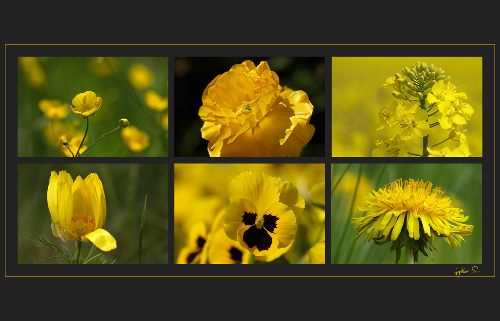 ...der Frühling ist gelb...