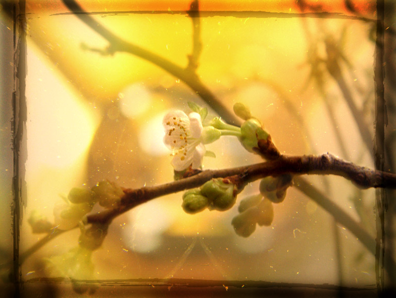 Der Frühling ist gelb ...