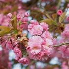 Der Frühling ist gerade so schön rosa!