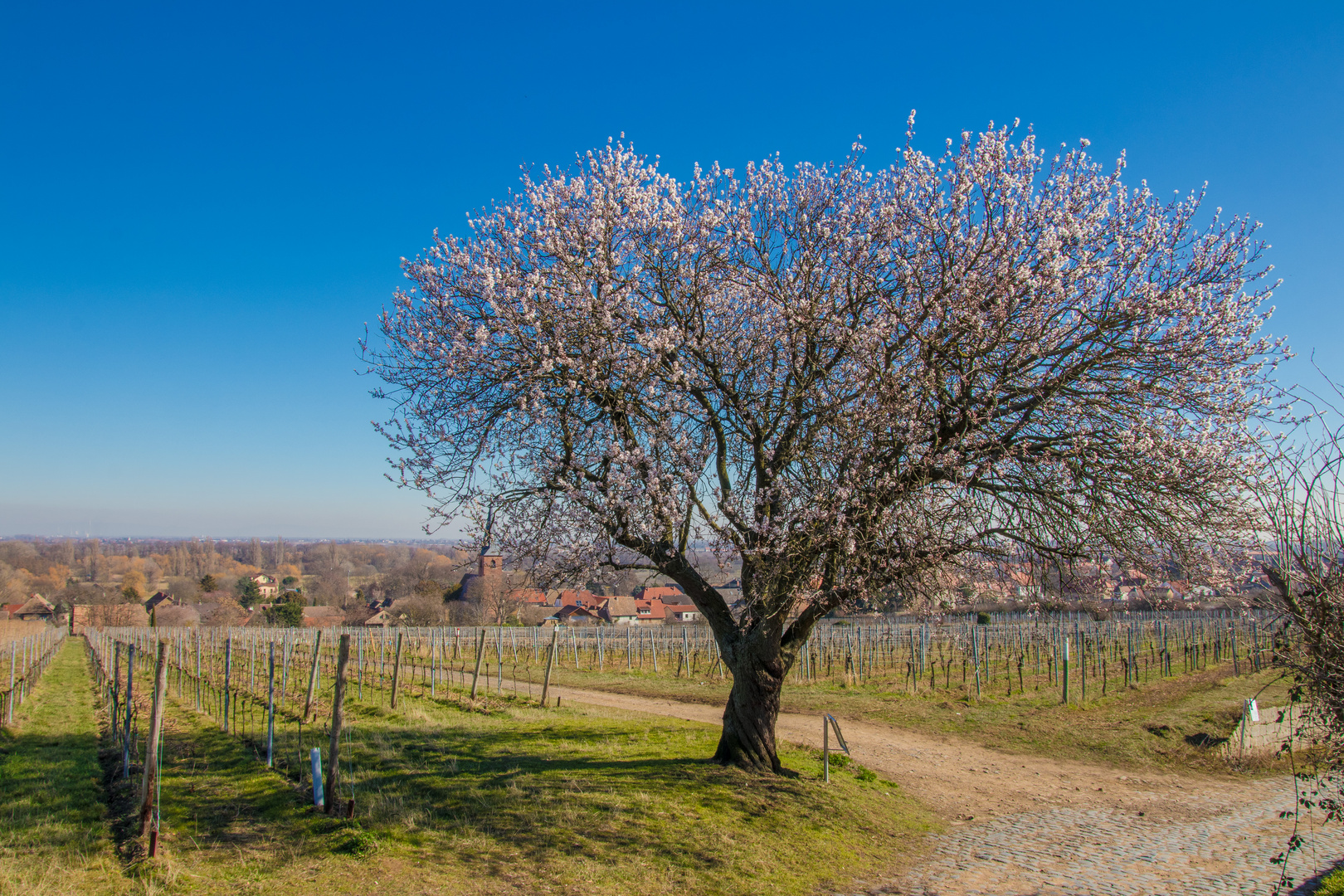 Der Frühling ist herzlich willkommen in der Pfalz