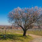 Der Frühling ist herzlich willkommen in der Pfalz