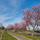 Der Frühling ist heute 15.03.2020 in der Pfalz angekommen... :-) Entlang der...