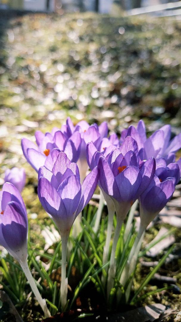 Der Frühling ist hier