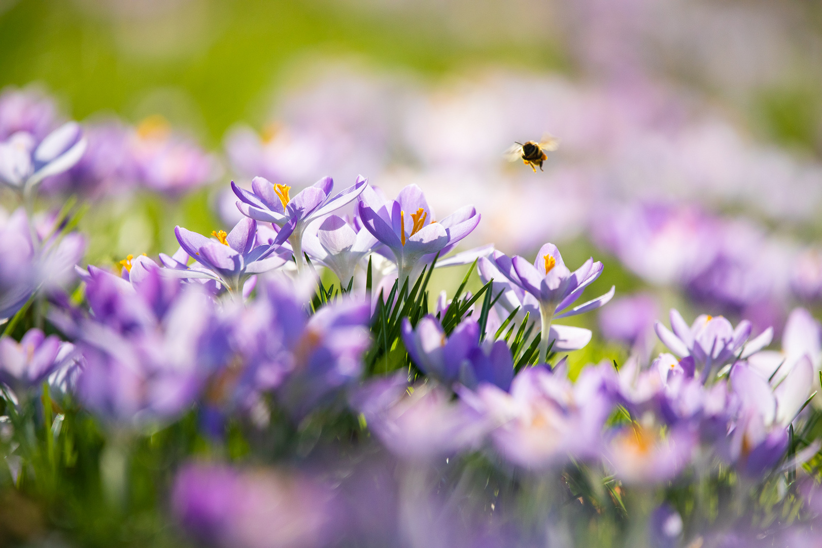 Der Frühling ist im Anflug