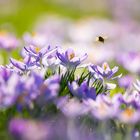 Der Frühling ist im Anflug