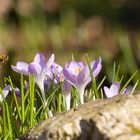 Der Frühling ist im Anflug