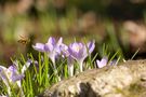 Der Frühling ist im Anflug von Sebastian Heinrich 