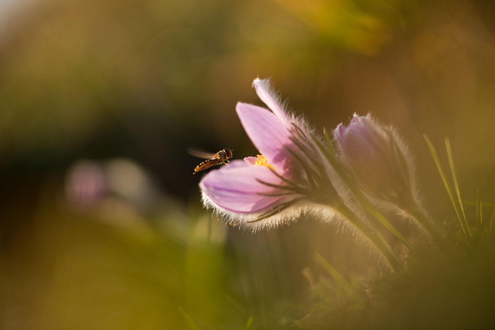 der Frühling ist im Anflug