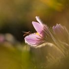 der Frühling ist im Anflug