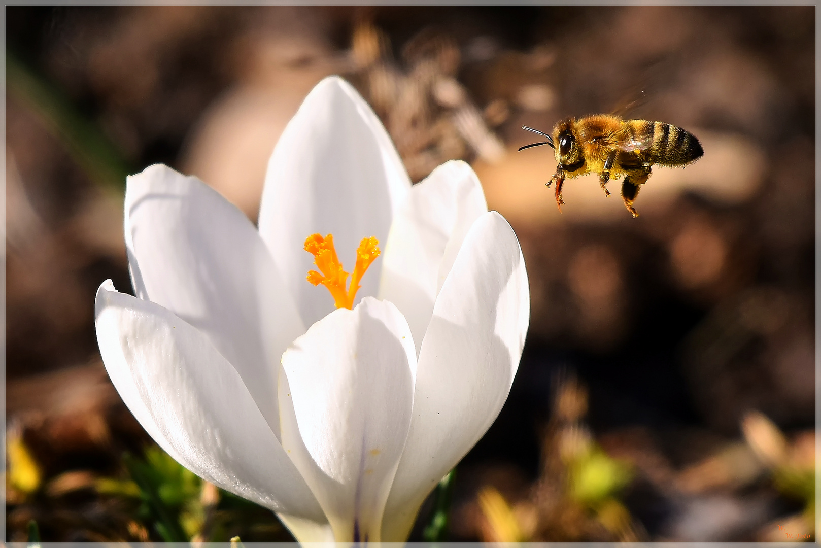 Der Frühling ist im Anflug