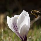 Der Frühling ist im Anflug