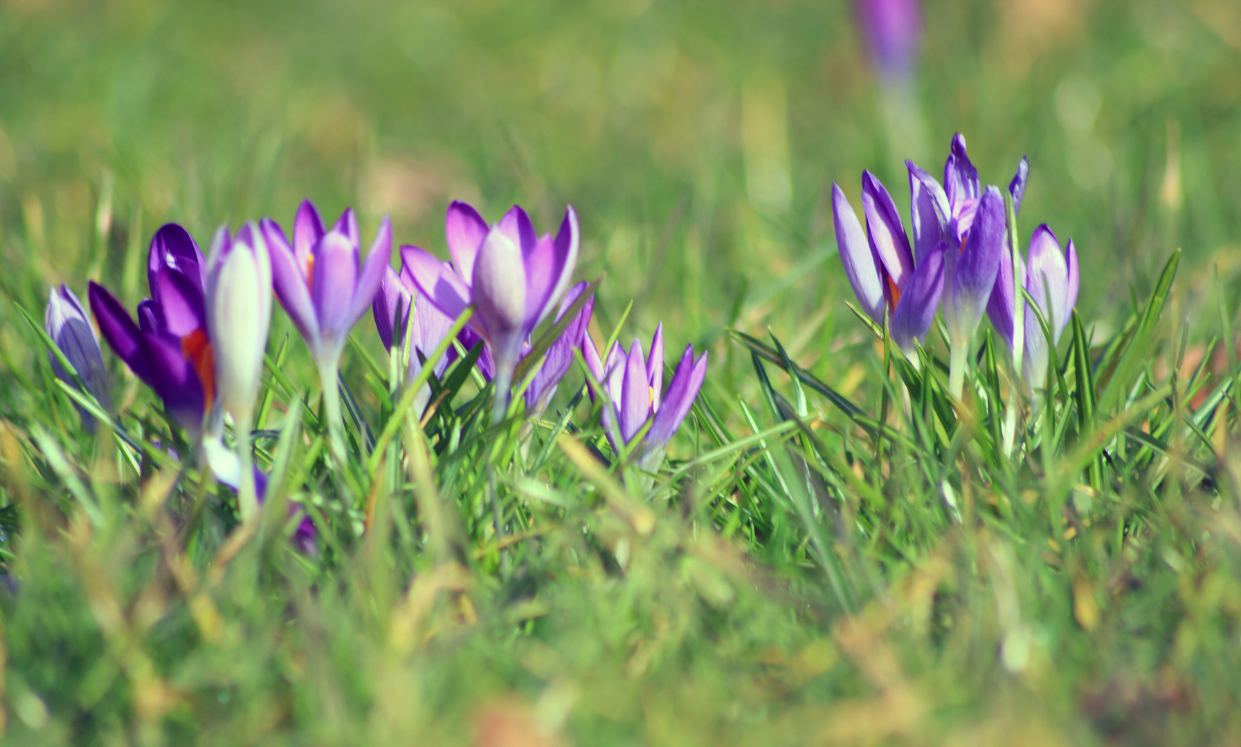 Der Frühling ist im Anmarsch....