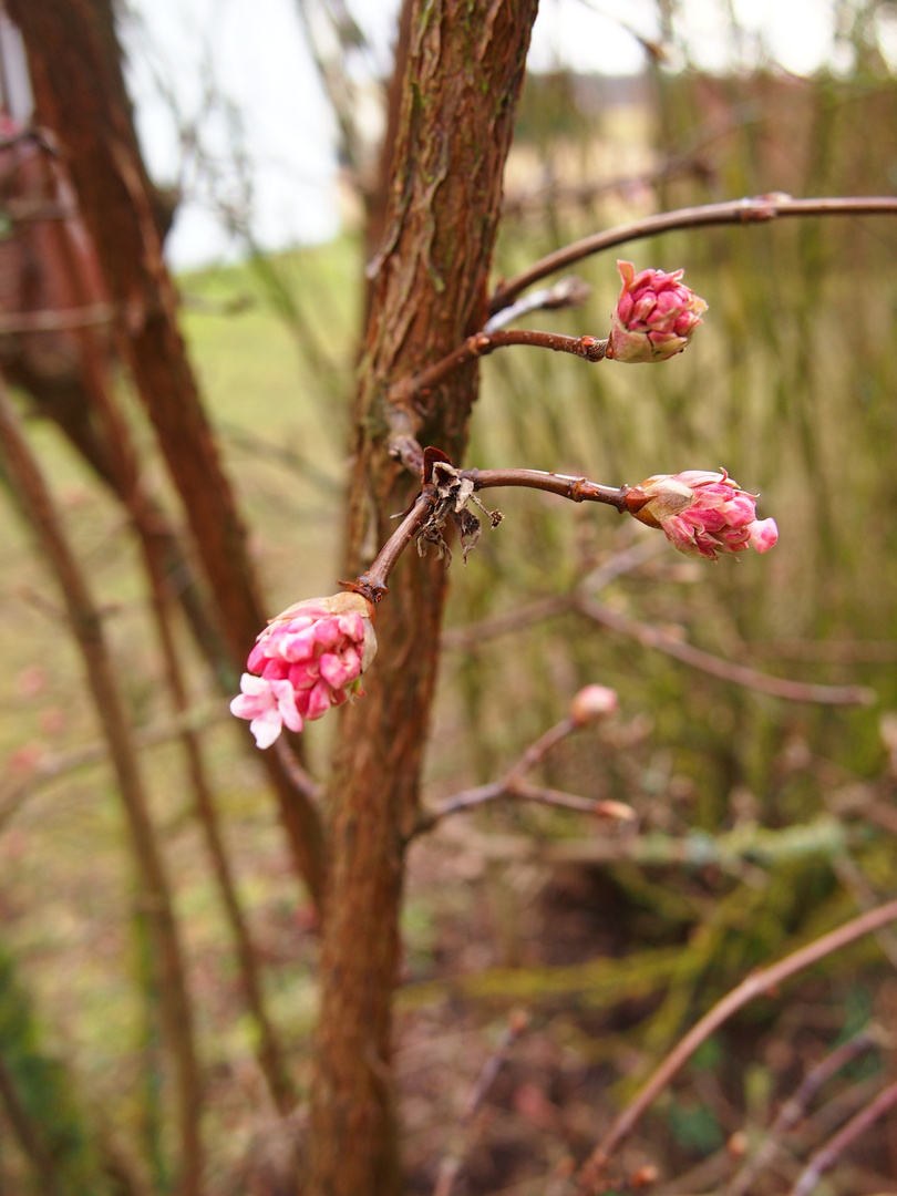 Der Frühling ist im Anmarsch