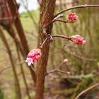 Der Frühling ist im Anmarsch