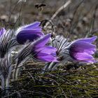 Der Frühling ist im Anmarsch!