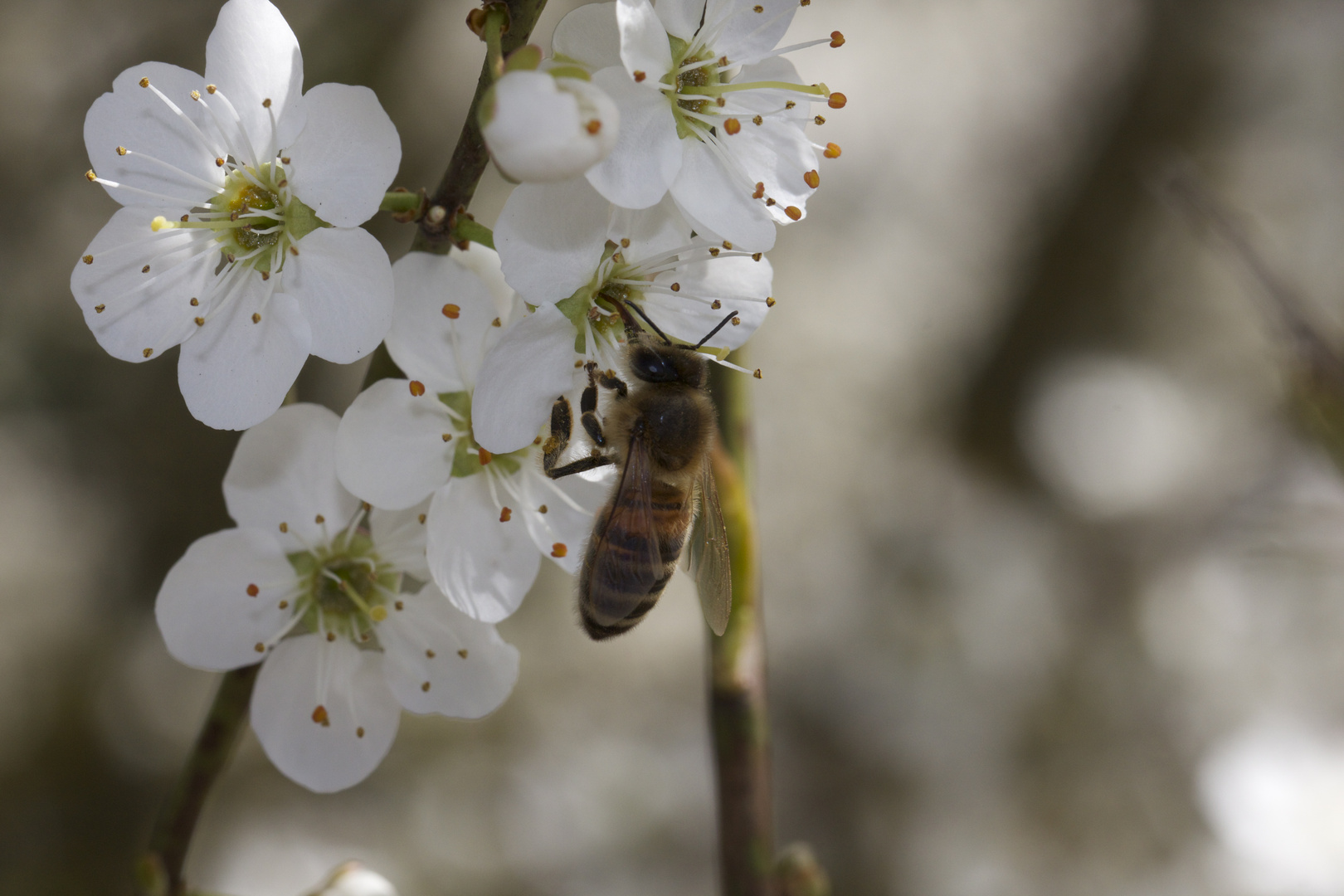 ...der Frühling ist im Anmarsch