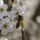 ...der Frühling ist im Anmarsch