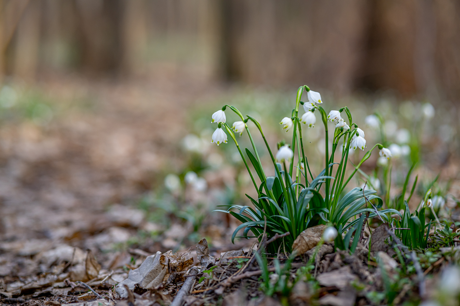 Der Frühling ist im Anmarsch ...